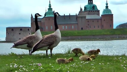 Amazingly cute chicks! Many Canada geese May 5 2014