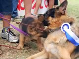 Roxy the German Shepherd Puppy III