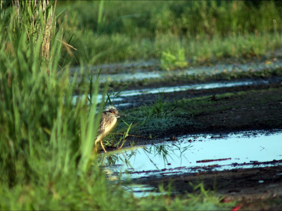 Lac de Grand Lieu et Marais Breton 21/06/2015