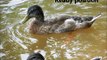 Ducks Fight For Food, Mallard Wildlife Ducklings Watersports by ducks fighting. It screams.