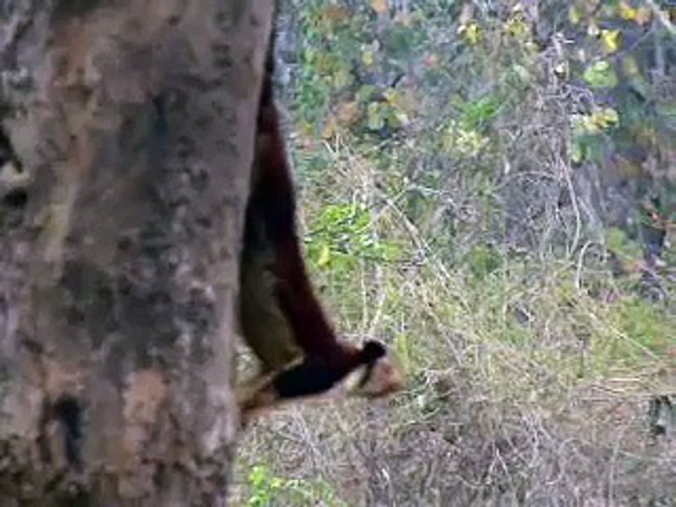 Indian Wildlife ( Malabar Giant Squirrel )