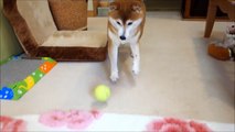 ボール遊び柴犬と見学猫　Cat to see it with the dog playing the ball