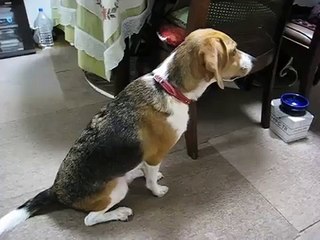 ビーグル　餌が待ち遠しくて・・