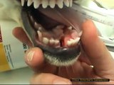 Riduzione lussazione anca e frattura sinfisi mandibola cane