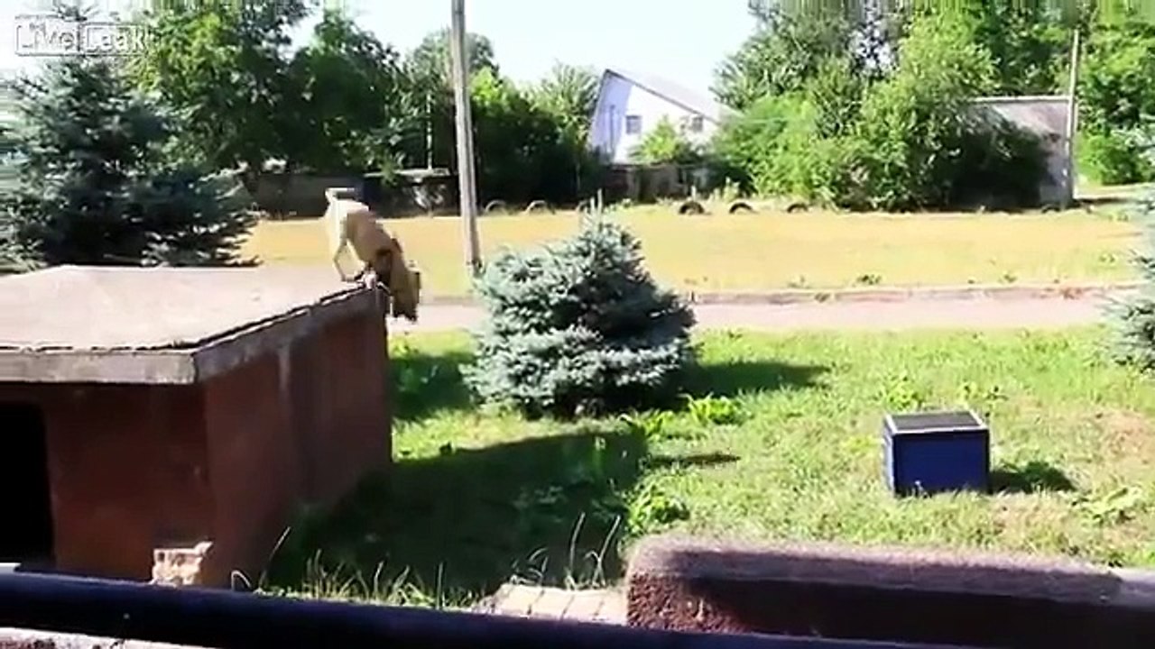 TreT the parkour Pitbull - Ukraine