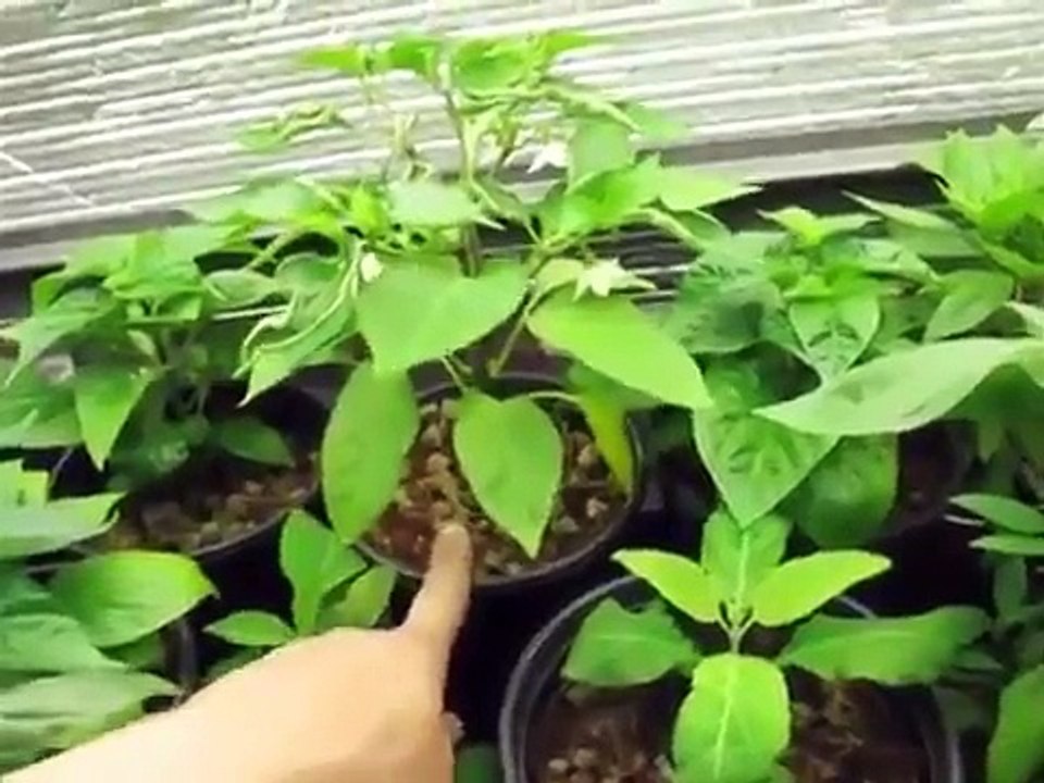 calcium deficiency in pepper plants - habanero puckered, curling, bumpy leaves - solution