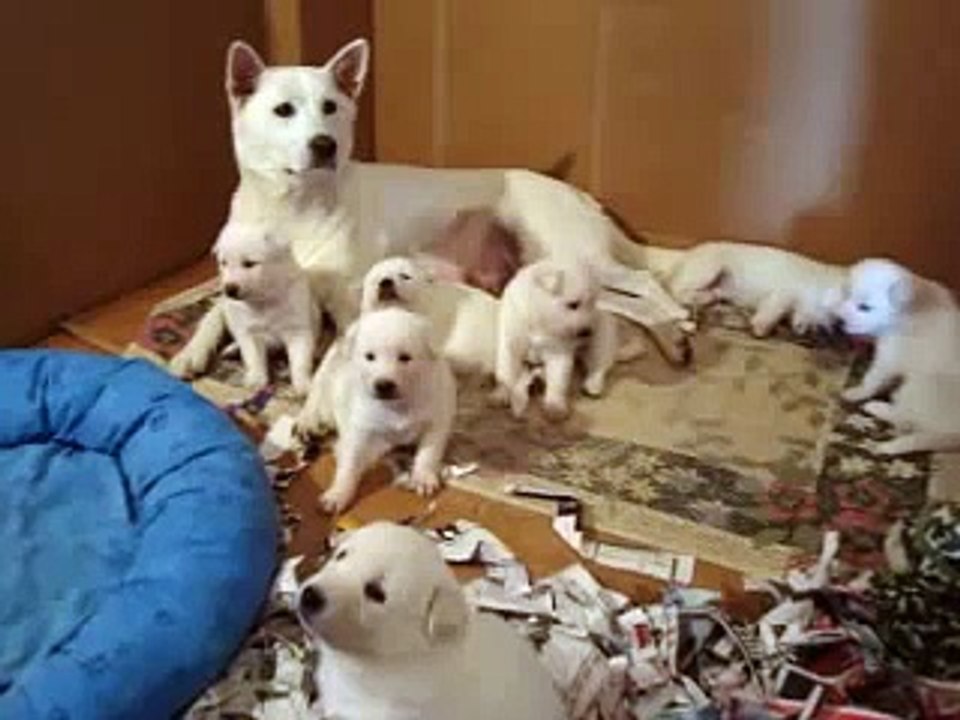 My Korean White Jindo Dog And Her Puppies Video Dailymotion