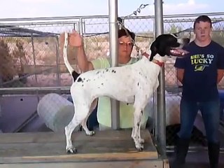 English  Elhew Pointer Started Hunting Bird Dog For Sale  #3 Sunrise Kennels 520-907-5690