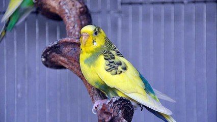 Download Video: Periquitos Australianos e ingleses/ Budgies