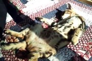 Bengal Kitten sunbathing