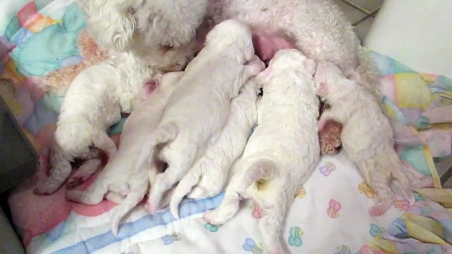 Safe Haven Bichon and Friends Rescue - Frieda and her 2 week old puppies