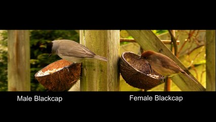 Blackcap Male and Female Bird Identification