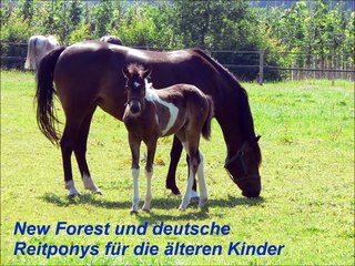 Gestüt Tannenhof Horst -Reitunterricht für Kinder