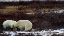 Polar Bear Fight Club- polar bear vs polar bear, versus