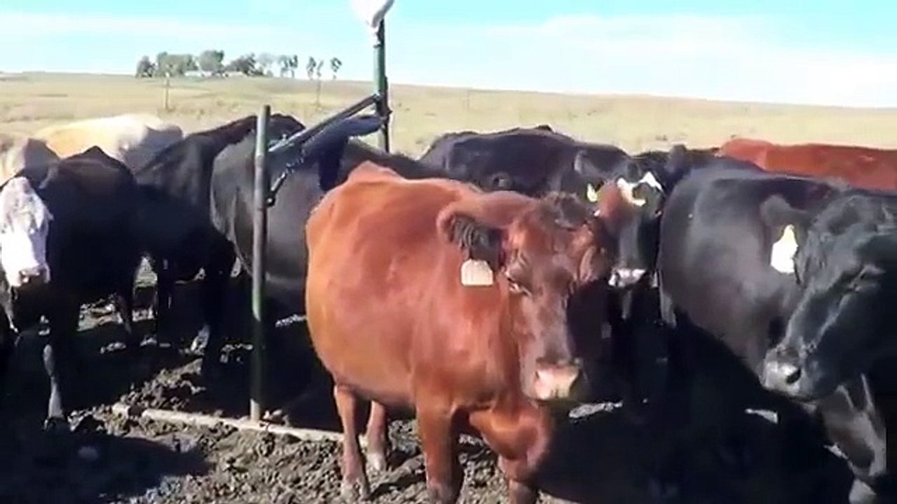 Doctor Scratch Cattle Dusters & Mineral Feeders for Fly Control