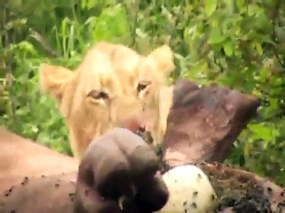 Lion eating Hippo
