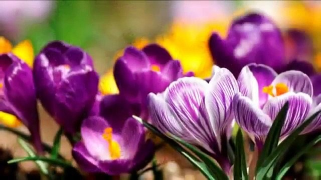 Shopen - Шопен Весенний вальс