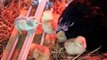 Just Hatched!  Baby chicks and their first day adventures