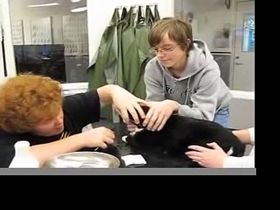 Katten Sudden får behandling