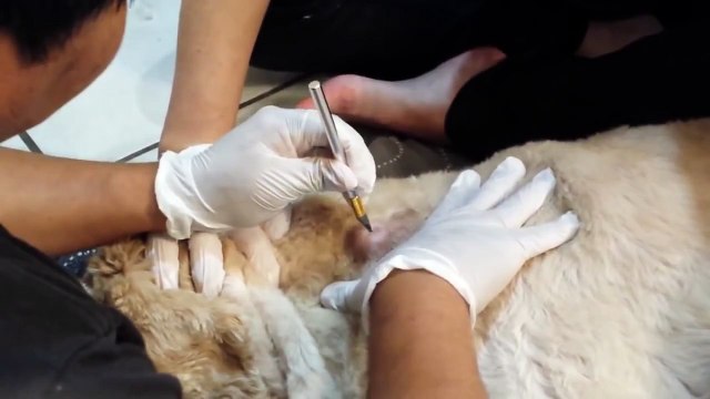 Large dog cyst exploding