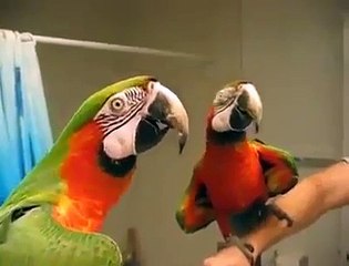 Very funny! Talking Macaw Parrot