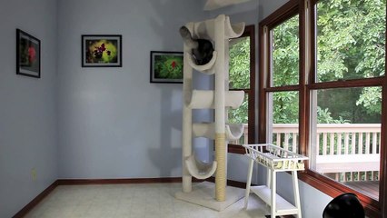 Two MaineCoon Kittens playing on a cat tree