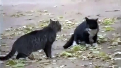 Two Cats Fight,  Dog Win!