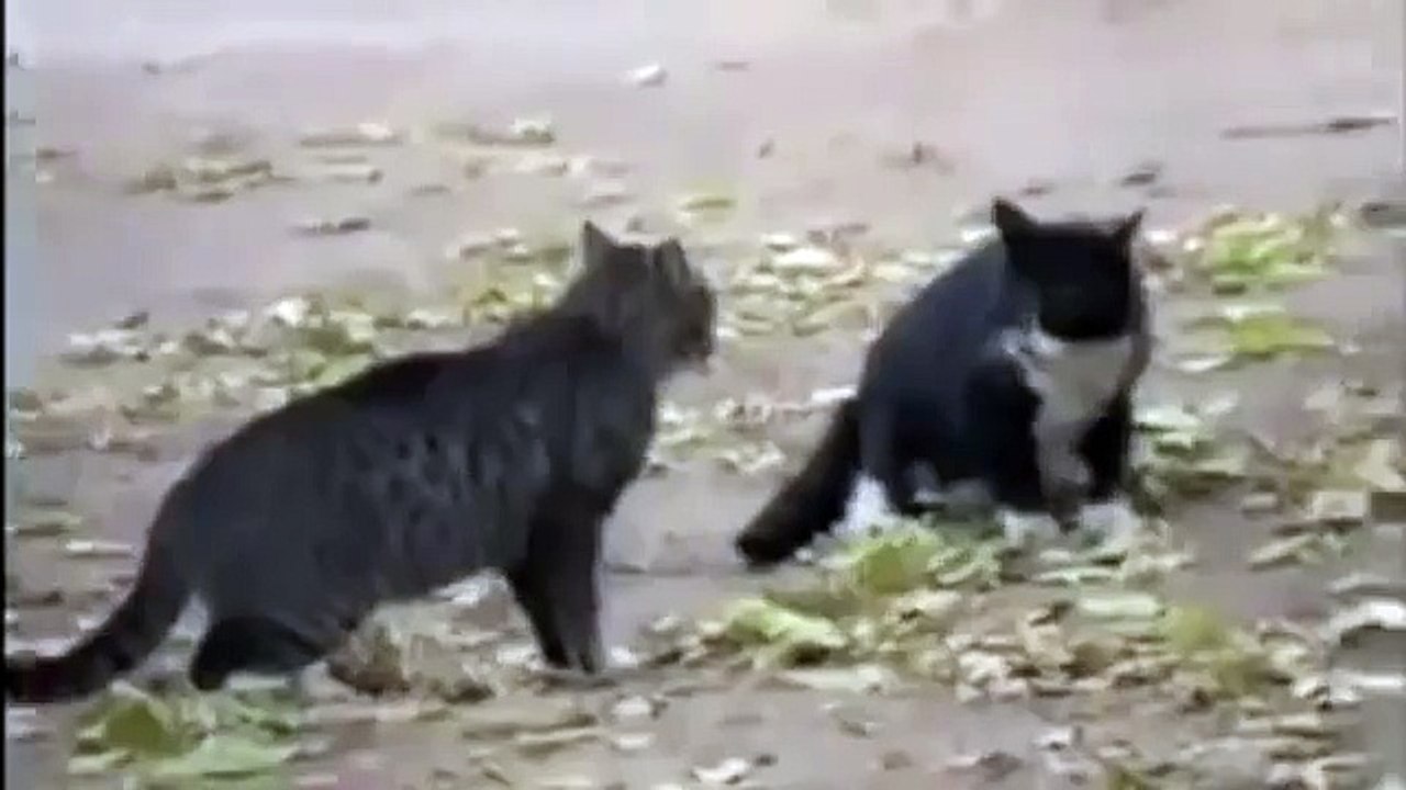 Two Cats Fight,  Dog Win!