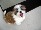 [Shih Tzu] Cute puppy Jumping
