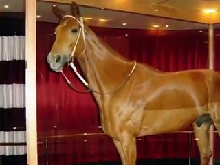 Phar Lap - My Tribute