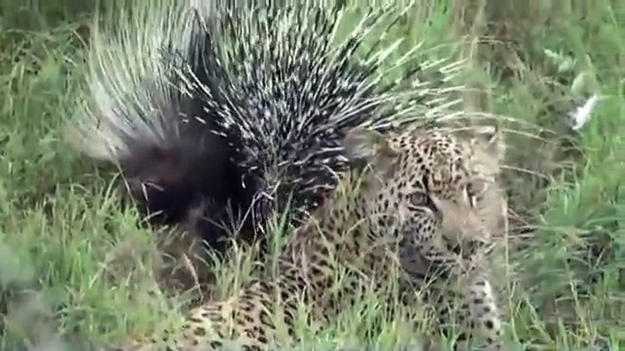 Amazing Animals Fight(letest 2015)