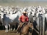 Gado Nelore Rondonia