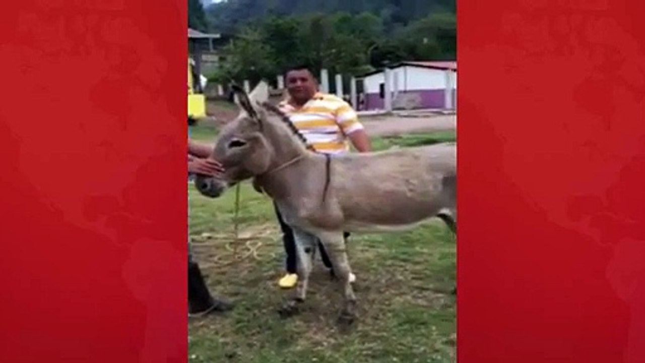 Donkey