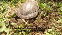 Villa Pamphilj: una tartaruga nord-americana prepara il nido per deporre le uova