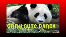 Funny Cute Panda Compilation 2014 Funny panda dancing