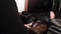 Boston Terrier snoring wakes me up