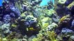 Behind the Scenes: Caribbean Coral Reef Tank Cleaning | California Academy of Sciences