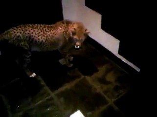 Cheetah pet playing with pool ball