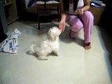 Maltipoo 3 and half months old  doing tricks!