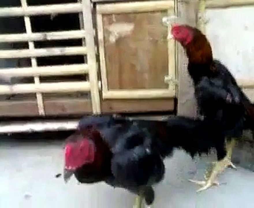 ayam bangkok bag 1