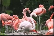 Canciones Infantiles - Animales de Zoológico