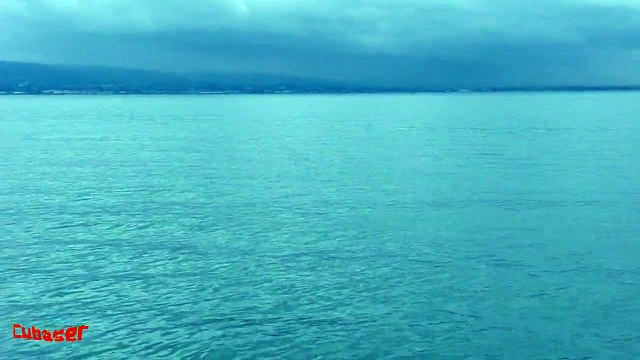 Dolphins in Dublin Bay, Ireland. 19 / 02 / 2009