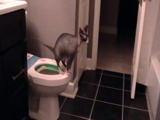 Sphynx toilet training Tux pooping