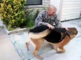 German Shepherd Fetches Ball Returns to Find His Soldier Home from Deployment