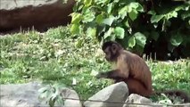 Zoo Neuwied: Kapuzineraffen