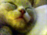 lustige Katzenvideos Katze träumt vor sich hin voll suess Videos von Katzen