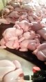 ▶ Worst Chicken Scandal in The History of Pakistan