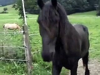 Friesian Horse: "I want more apples"