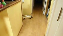 猫にセミをプレゼントされた