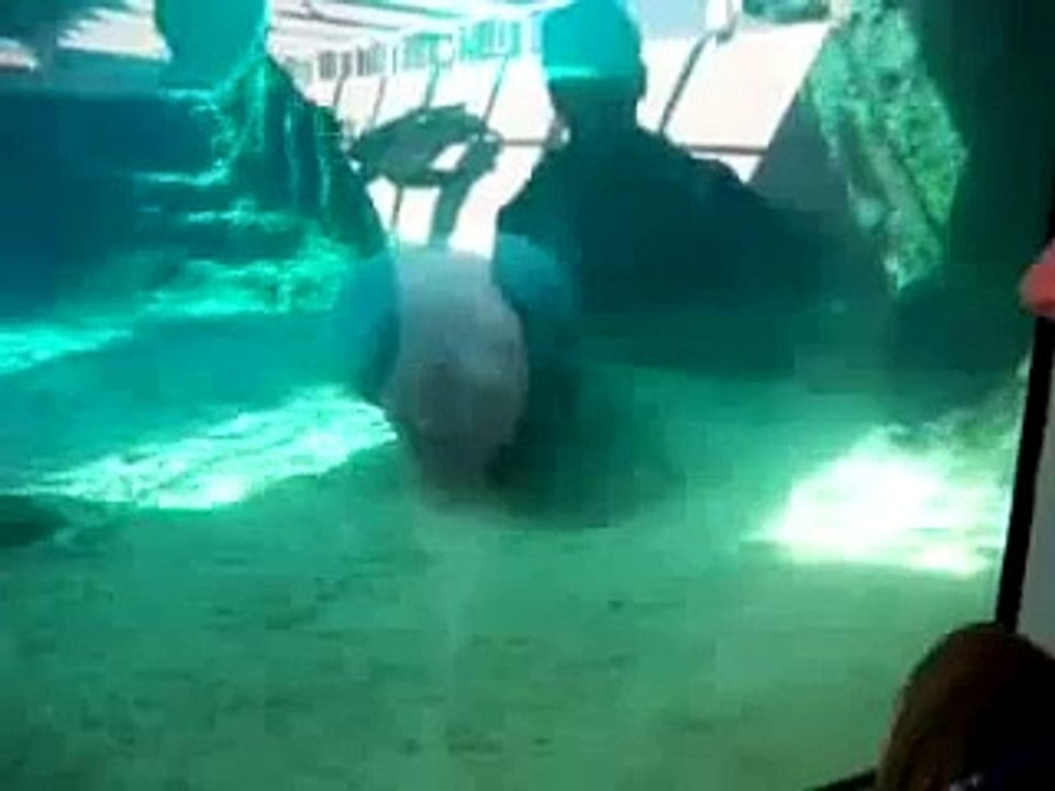 Manati golpe con un cristal